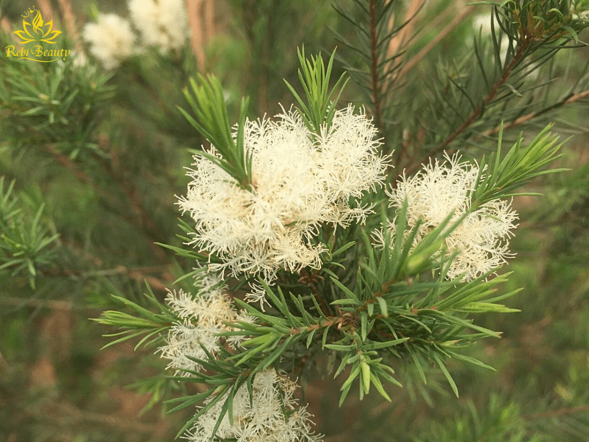 Cây tràm trà Melaleuca alternifolia bản địa Úc