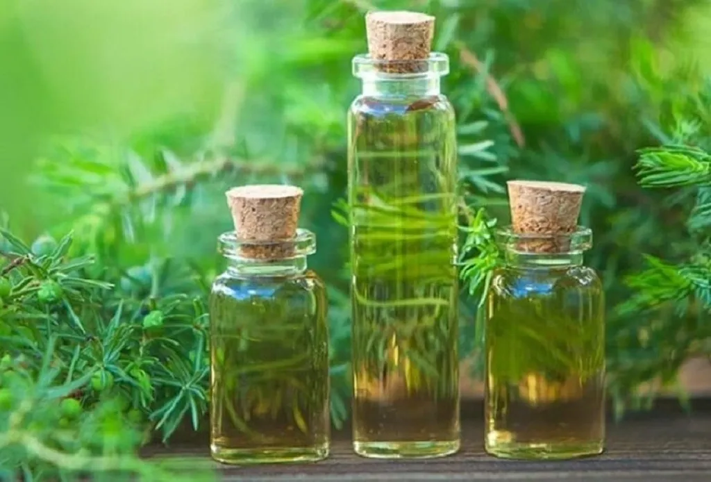 Tinh dầu trà xanh giúp trị mụn bọc ở cằm tại nhà