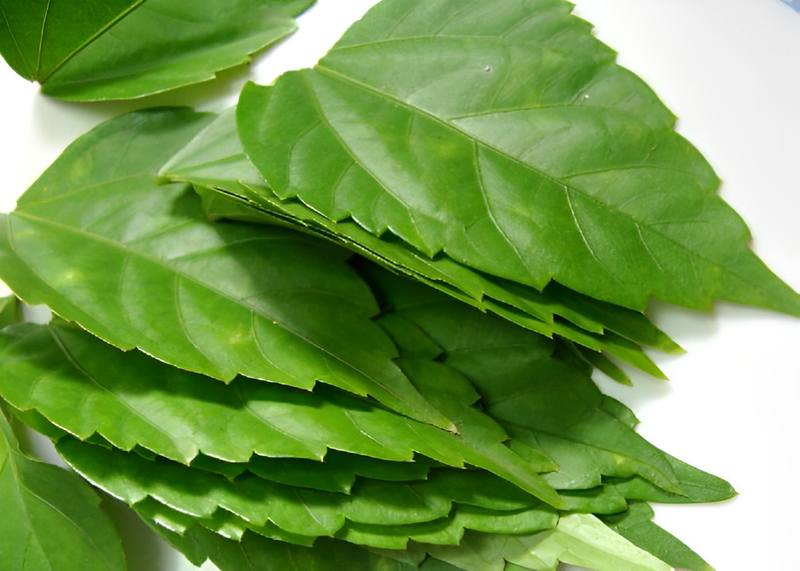 Giải đáp thắc mắc: Uống nước lá dâm bụt có tác dụng gì?
